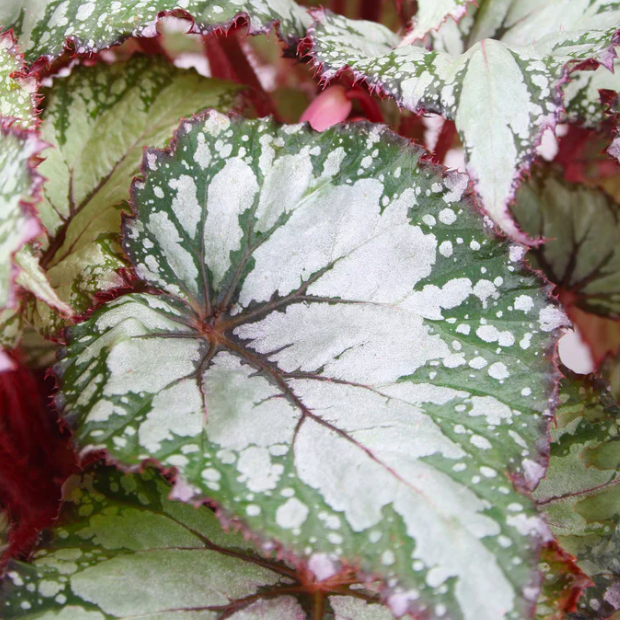Бегония Рекс Азиан Тундра (Begonia Rex Asian Tundra) D12см