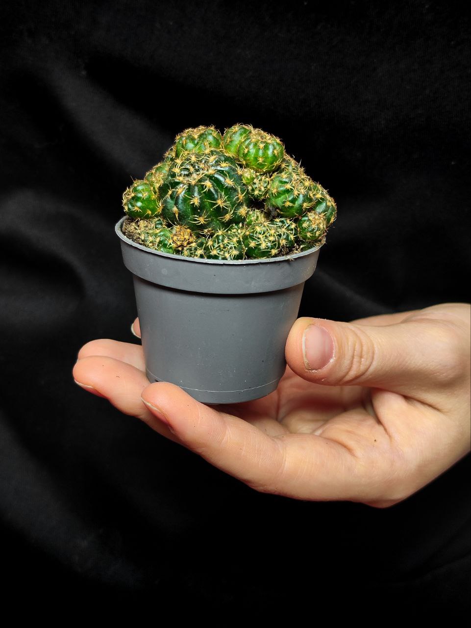 Кактус Матукана Польци (Cactus Matucana Polzii) D5см