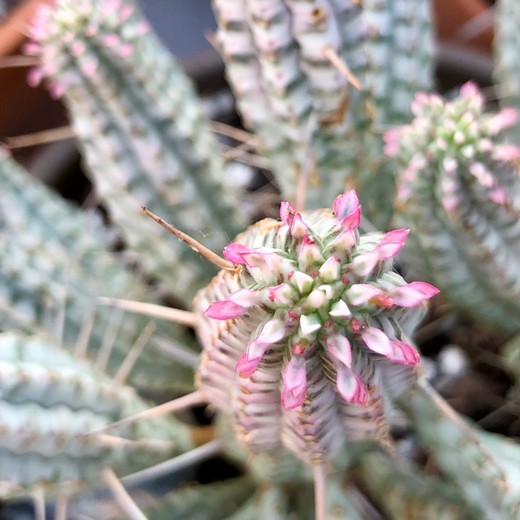 Молочай сосочковидный пестрый (Euphorbia mammillaris f. variegata) D5см