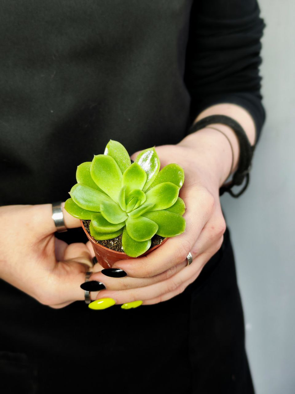 Эхеверия Гилва Грин (Echeveria Gilva Green) D5см