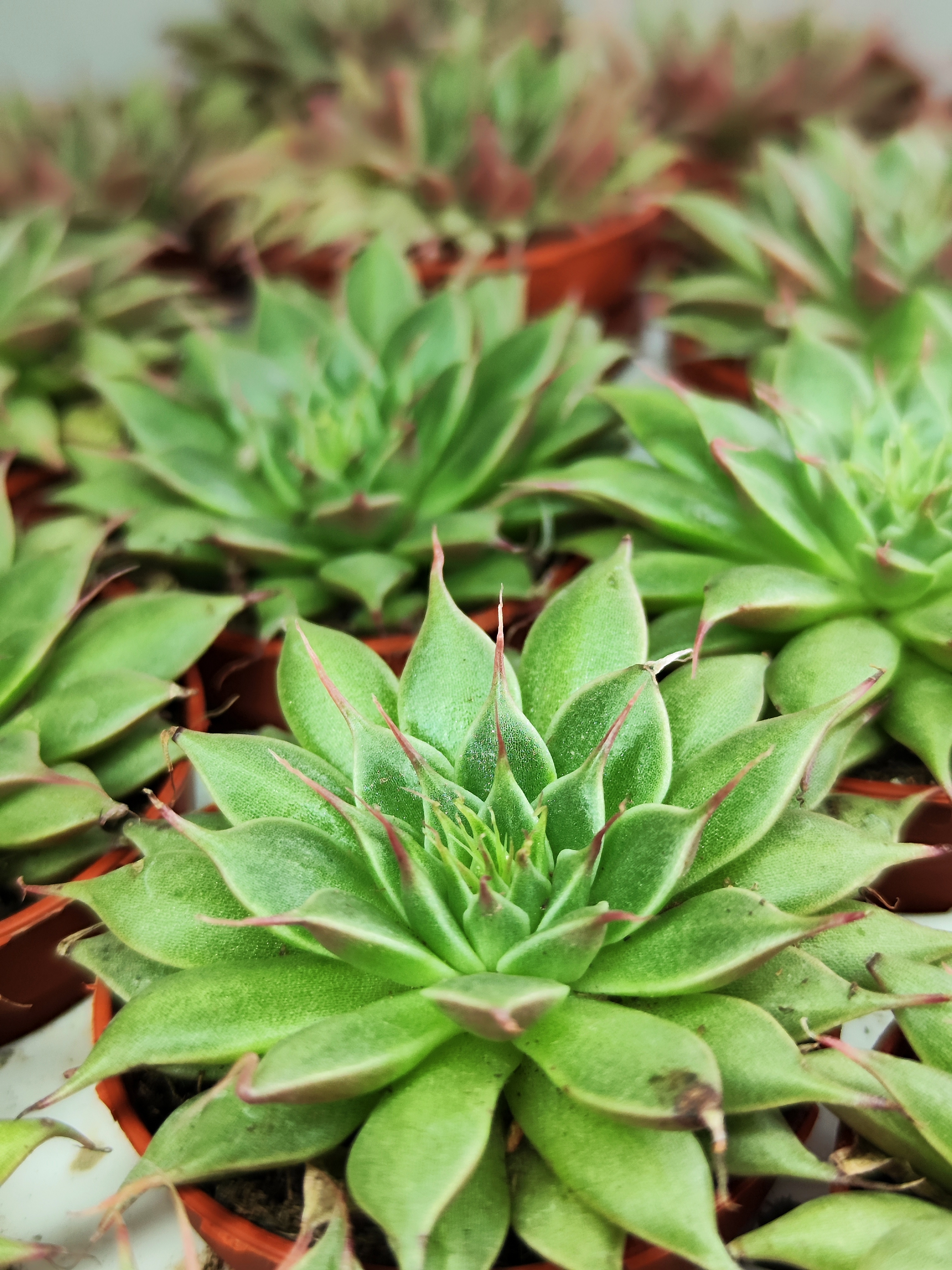 Граптопеталум Филиферум (Graptopetalum Feliferum) D5см