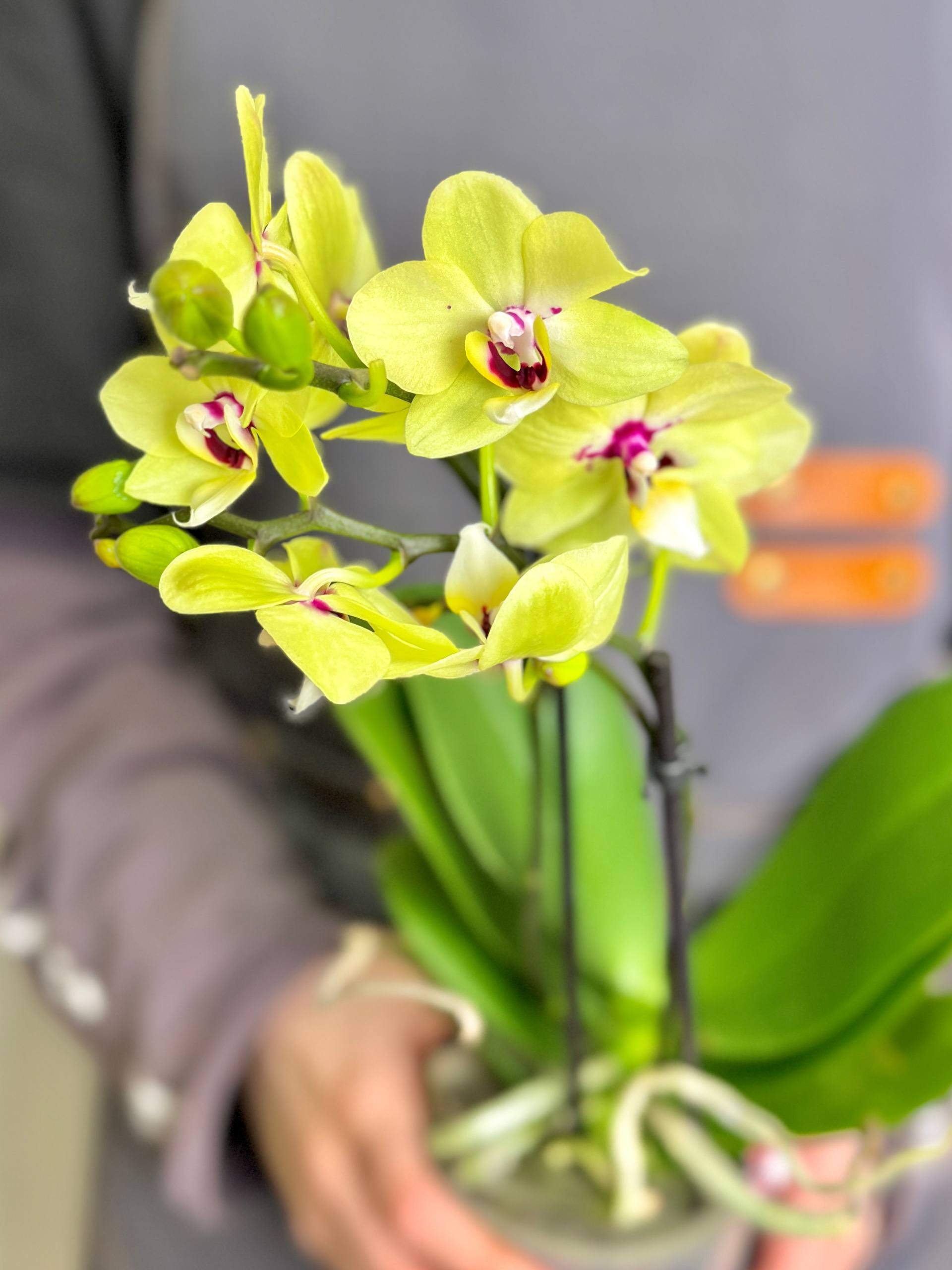 Орхидея Фаленопсис Букетто Лайм (Phalaenopsis Boquetto Lime) D9см
