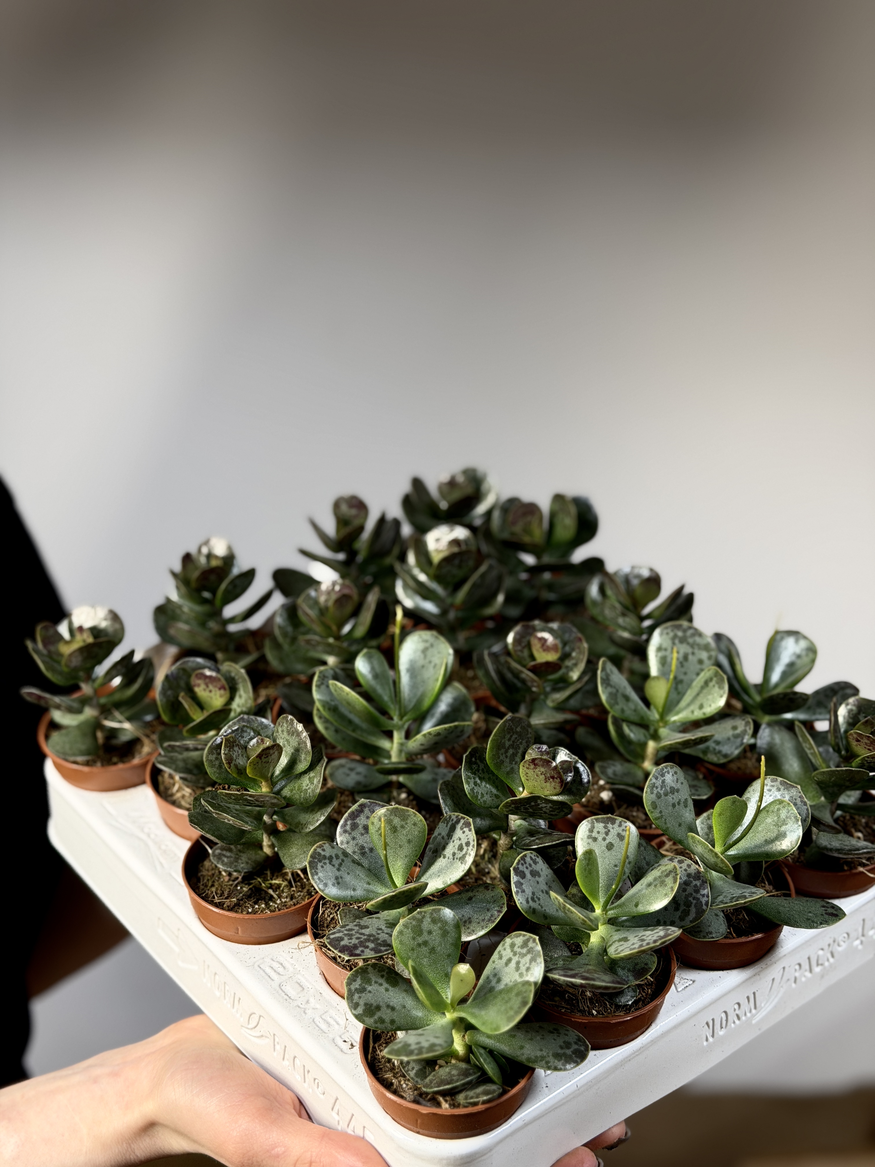 Адромискус Макулатус Гибрид Крапчатый (Adromischus Maculatus Hybrid) D5см