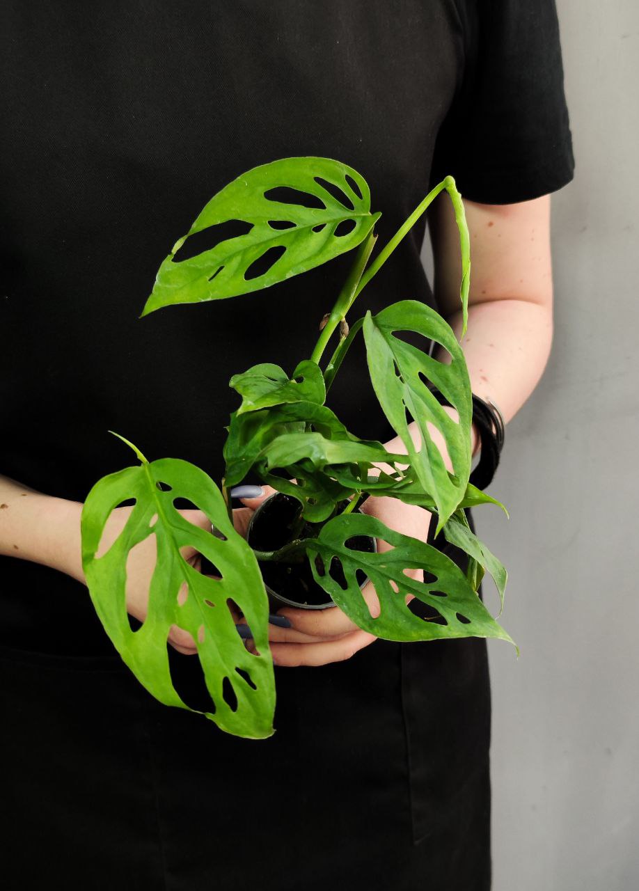 Монстера Акумината (Monstera Acuminata) D6см