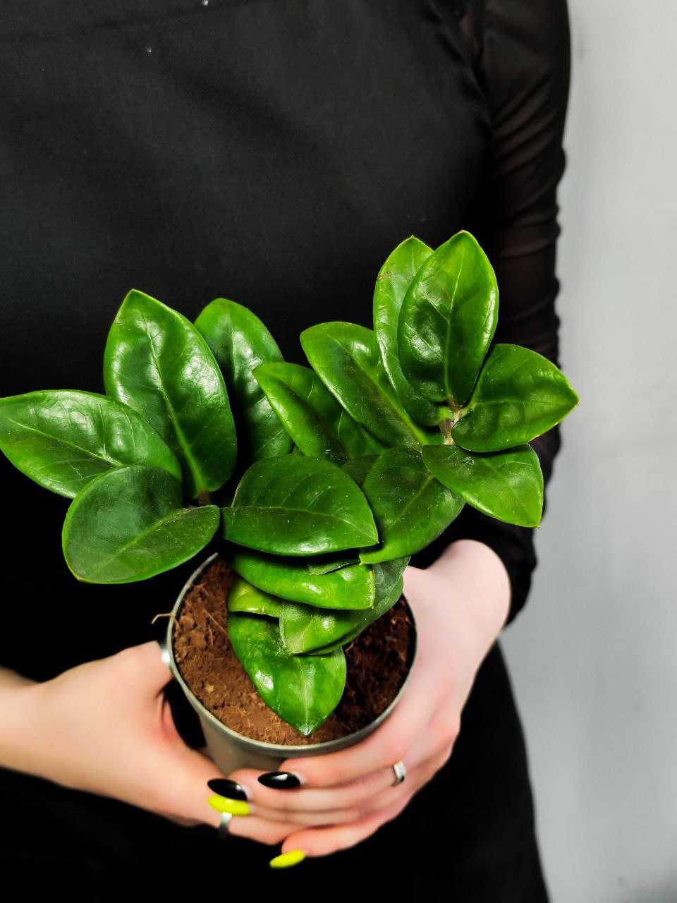 Замиокулькас Зензи Жук (Zamioculcas Zenzi Bug) D9см