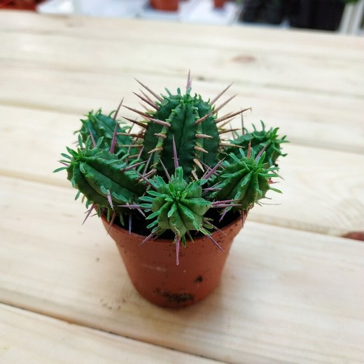 Молочай Сосочковидный (Euphorbia Mammillaris Monstrose) D5см