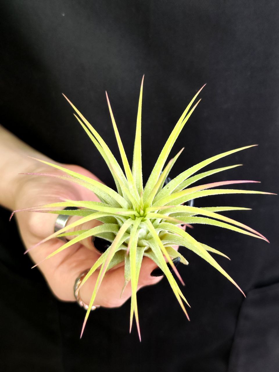 Тилландсия Ионанта Желтая (Tillandsia Ionantha Yellow)