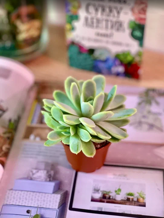 Эхеверия Изящная (Echeveria Elegans) D5см