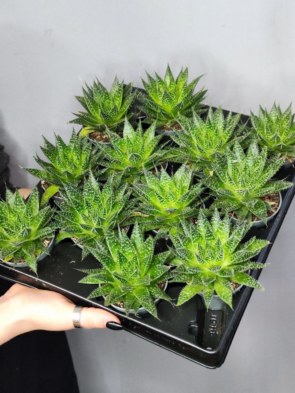 Алоэ Остистое (Aloe Aristata) D5см