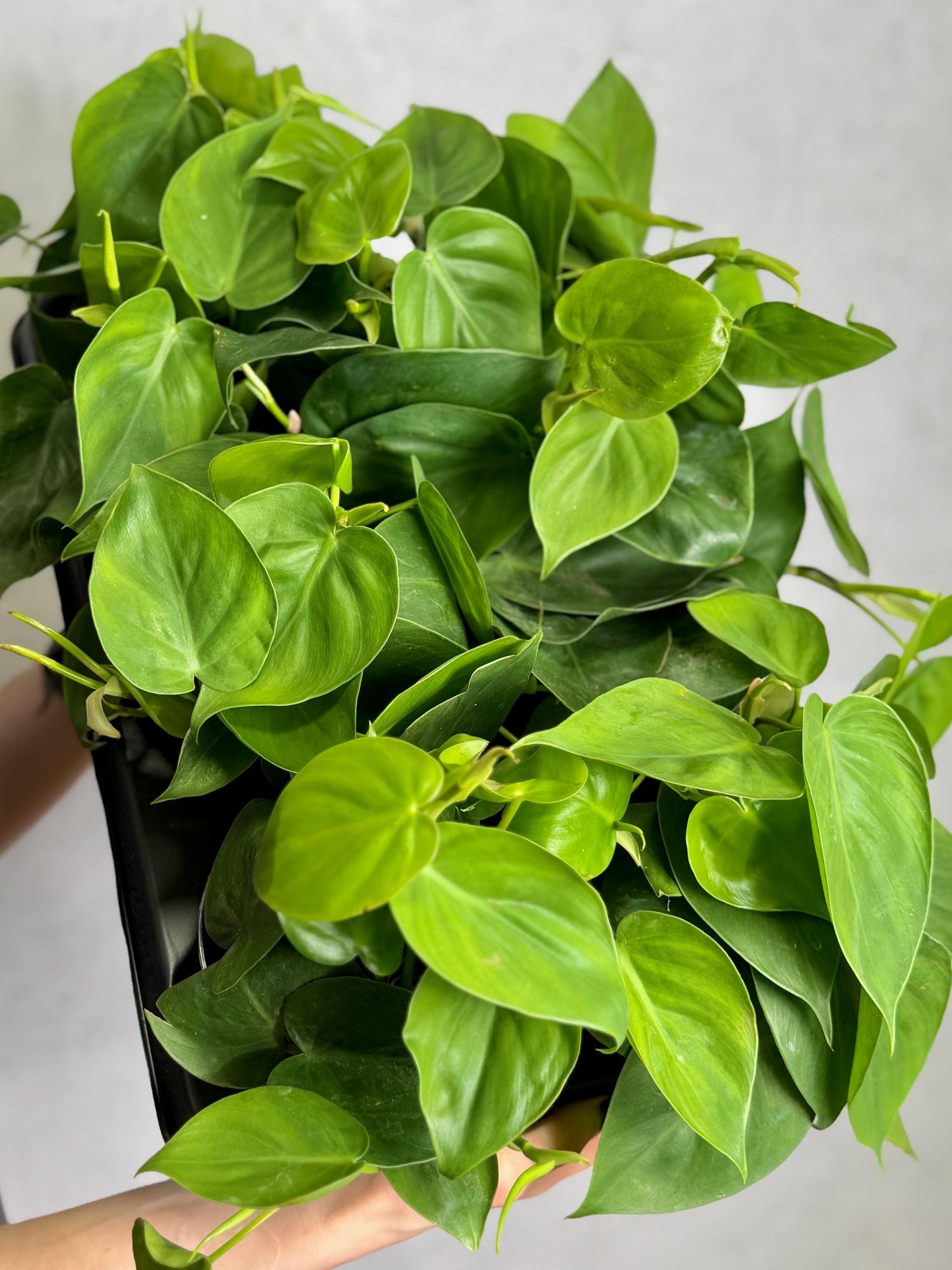 Филодендрон Сканденс Зелёный, или Сердцелистный Зеленый (Philodendron Scandens Green) D12см