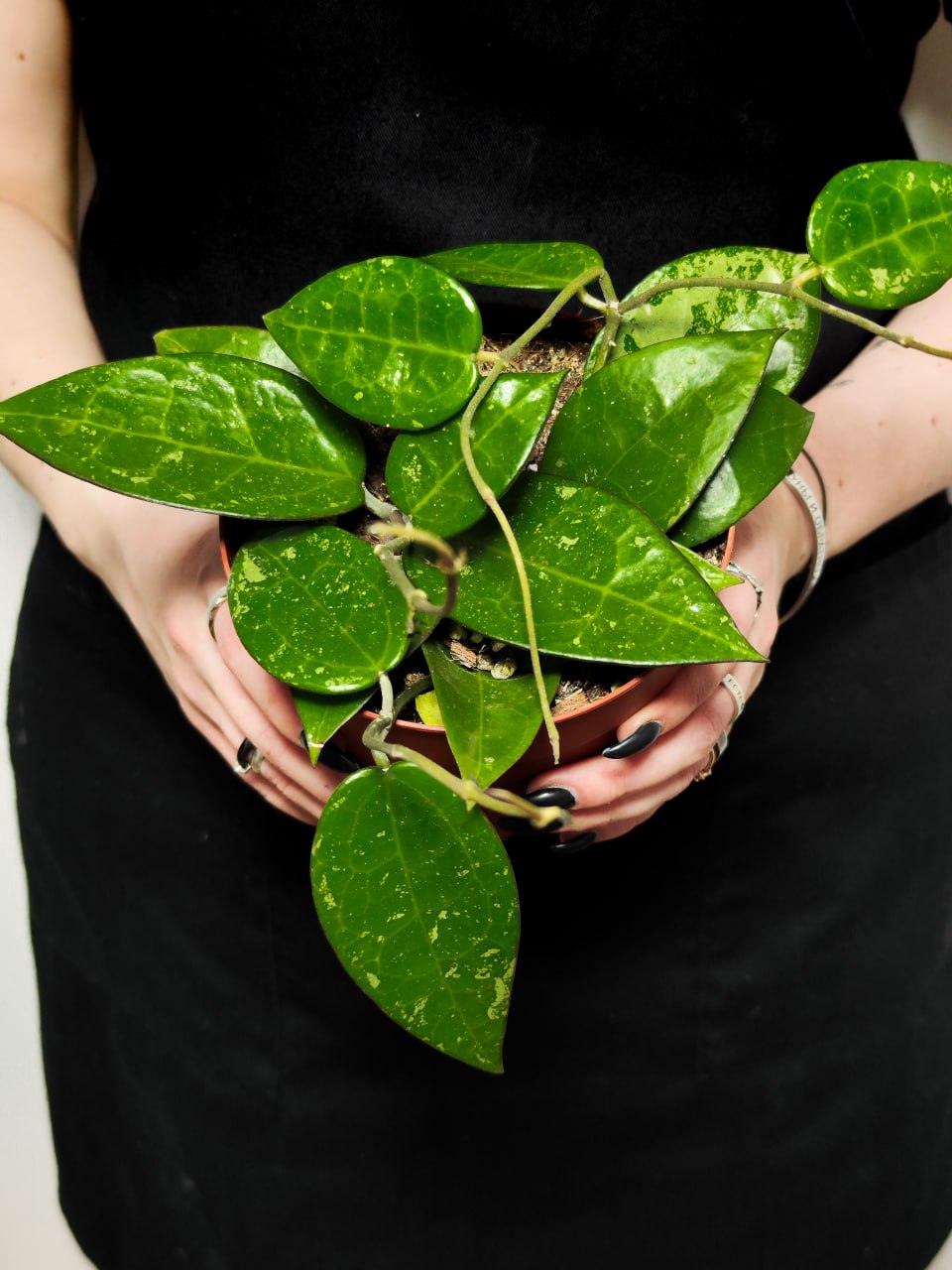 Хойя Паразитика Блэк Маржин (Hoya Parasitica Black Margin) D10см