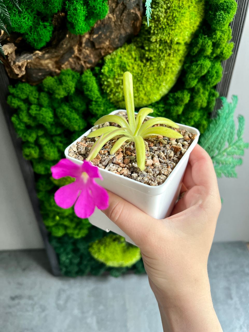 Жирянка Moctezumae x Rectifolia 8x8см