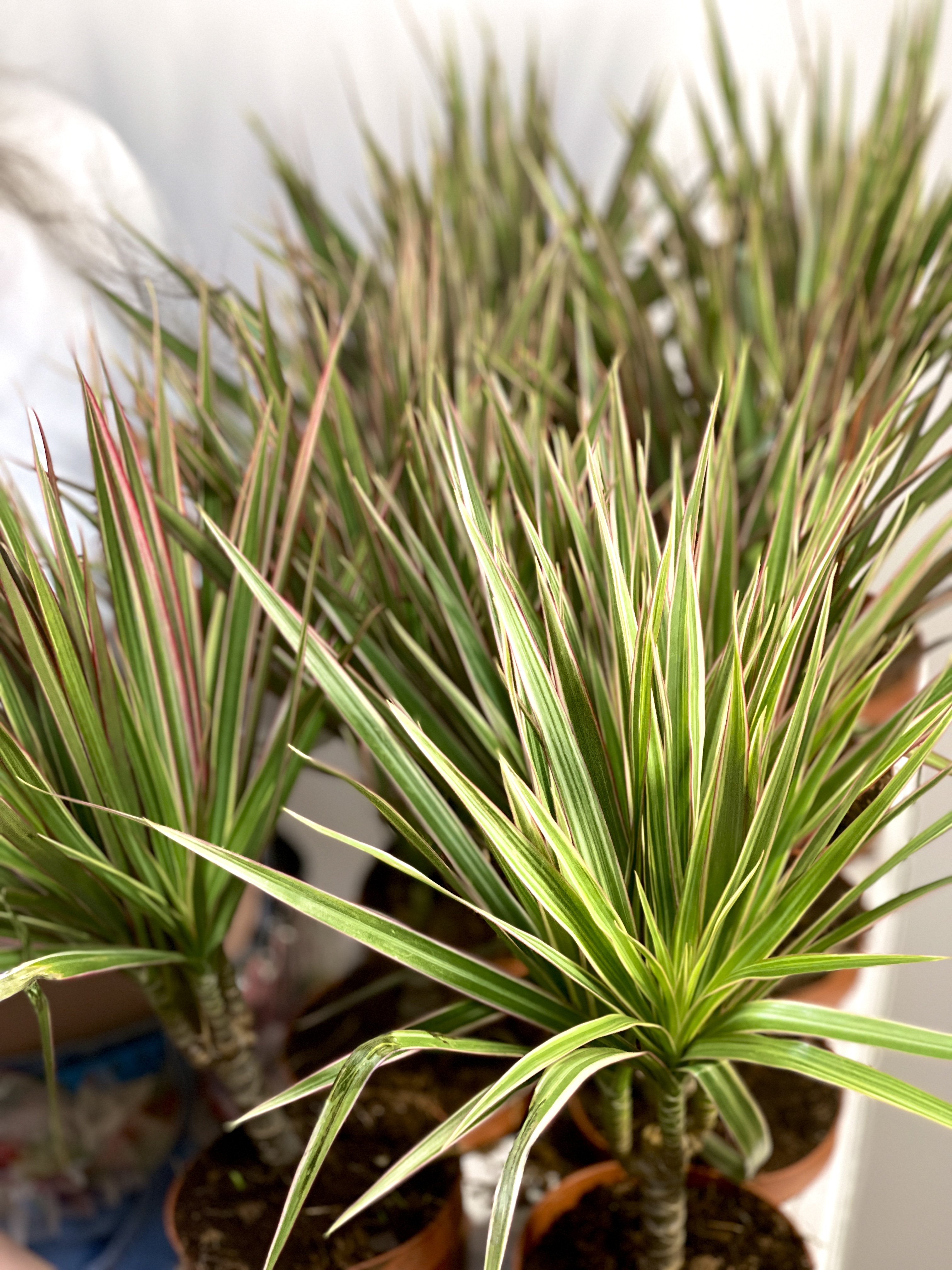 Драцена Маргината Биколор (Dracaena Marginata Bicolor) D12см