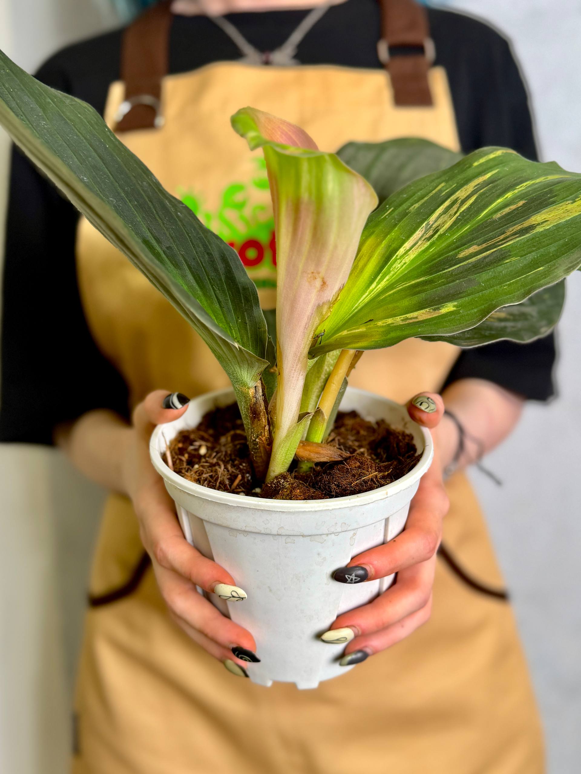 Кемпферия Вариегатная Пинк Павлин (Kaempferia Pavo Pink Variegated) D13см