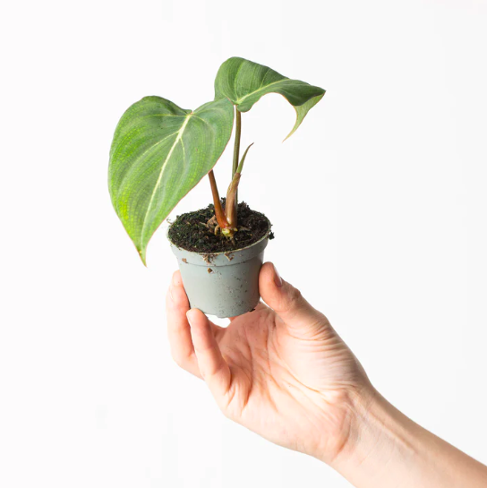 Филодендрон Глориозум (Philodendron Gloriosum) D6см