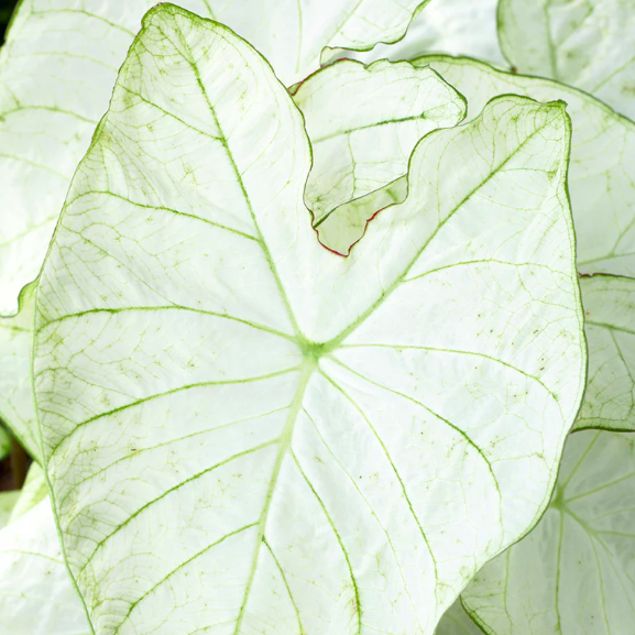 Каладиум Флорида Мунлайт (Caladium Florida Moonlight) D12см