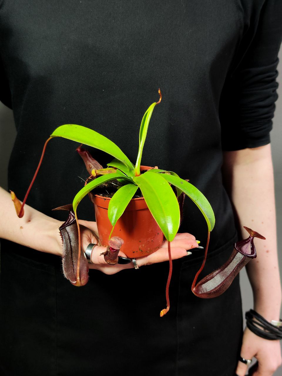 Непентес Гибрид Лоуи X Вентрикоза (Nepenthes lowii х Ventricosa) D9см