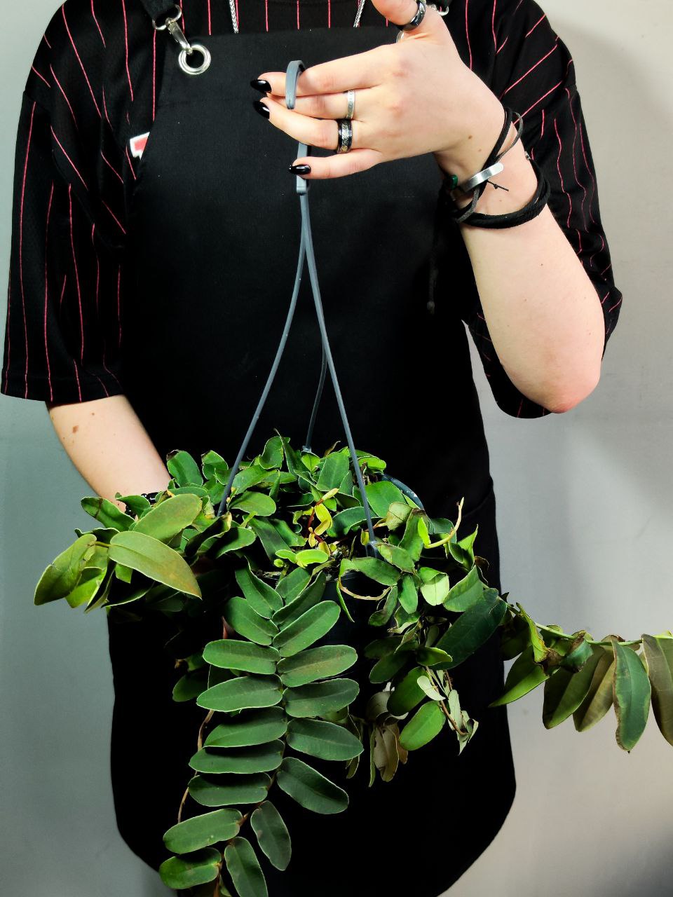 Маркгравия Умбеллата Грин (Marcgravia Umbellata Green) D15см