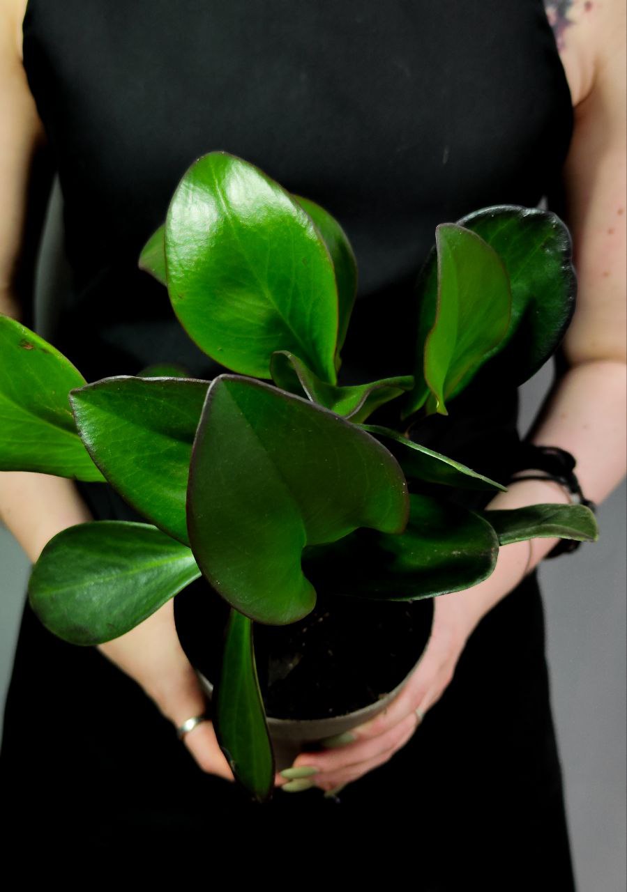 Пеперомия Клузиелистная Ред Маргин (Peperomia Сlusiifolia Red Margin) D12см
