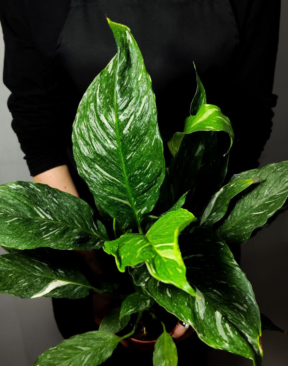 Спатифиллум Джемини (Spathiphyllum Gemini) D12см