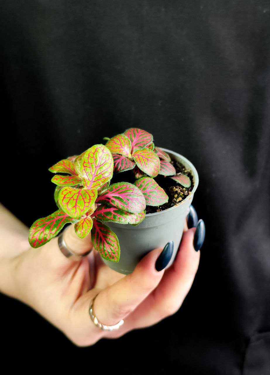 Фиттония Джоли Джосан Ред (Fittonia Joly Josan Red) D5см