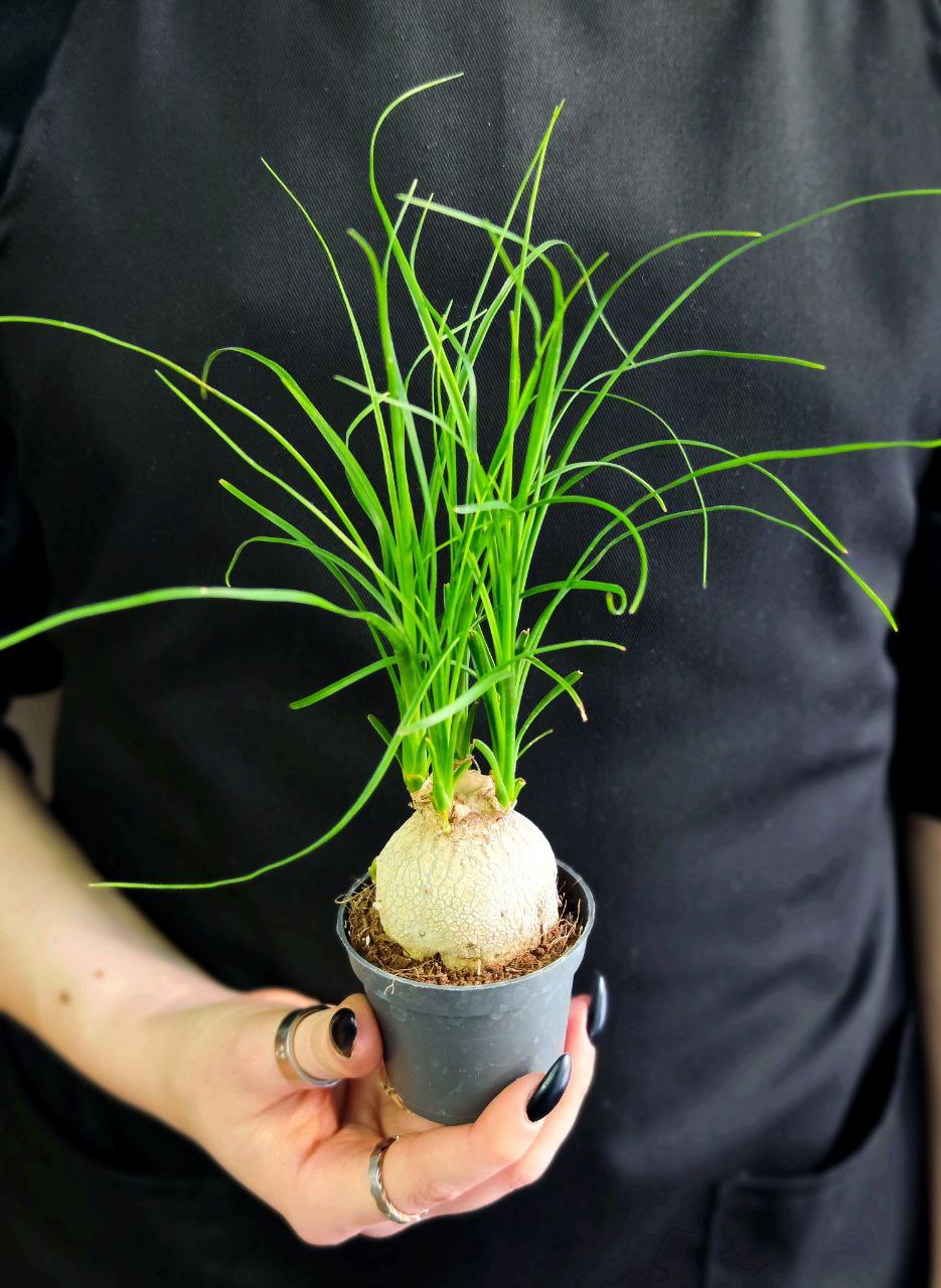 Нолина Бокарнея Рекурвата (Beaucarnea Recurvata Nolina) D6см