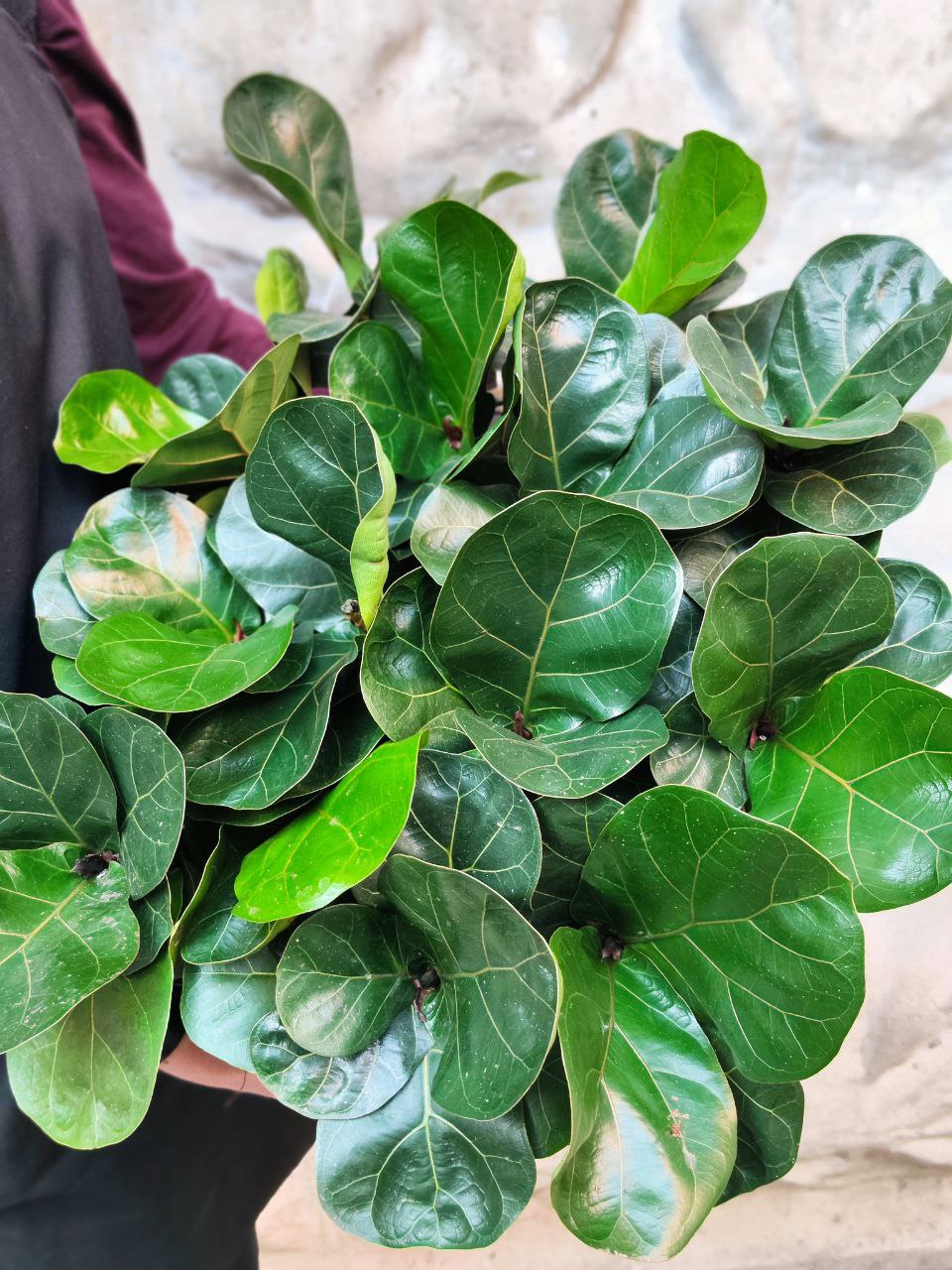 Фикус Лирата Компакта (Ficus Lyrata Compacta) D11см