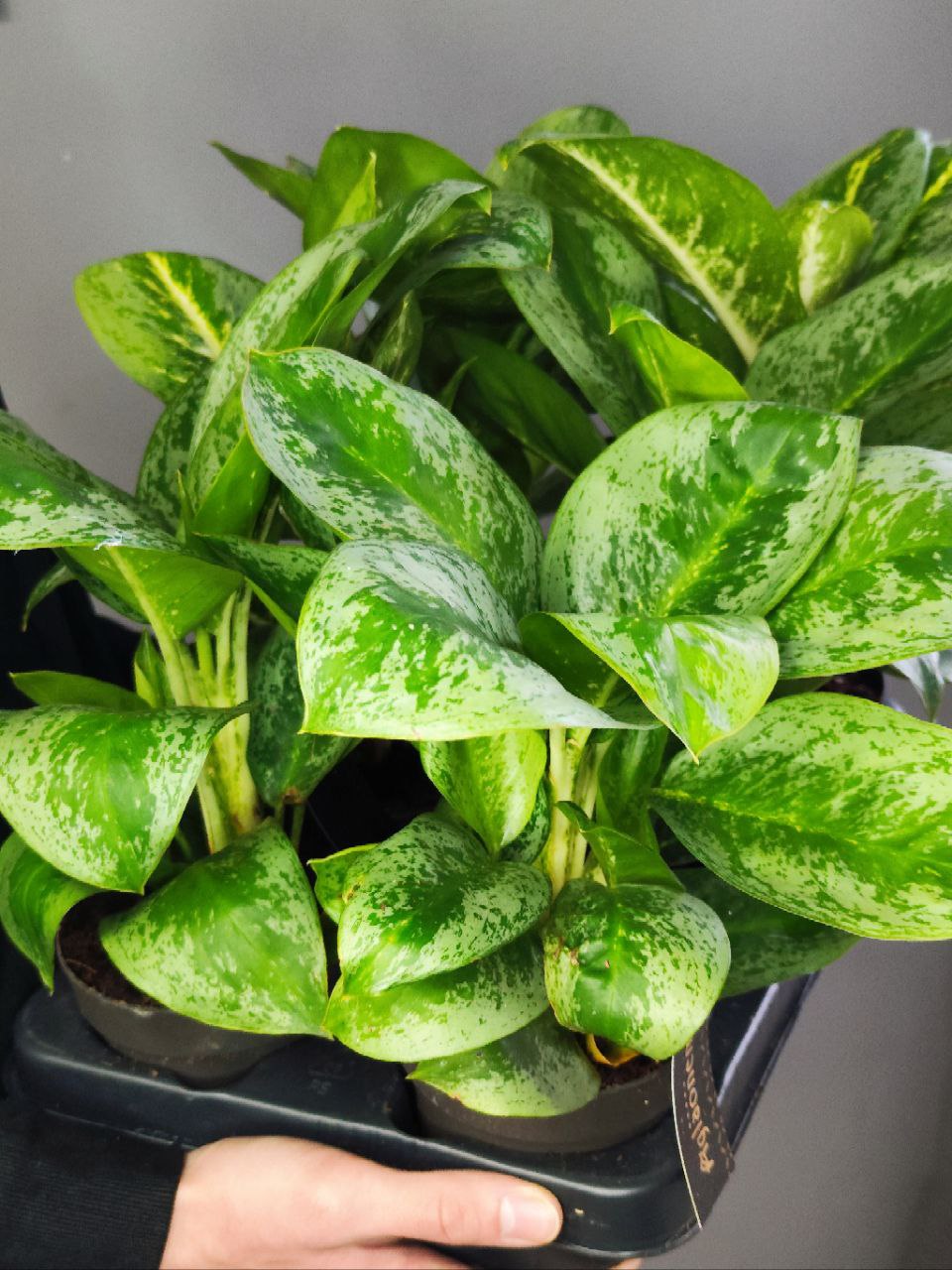 Аглаонема Лемон Минт (Aglaonema Lemon Mint) D12см