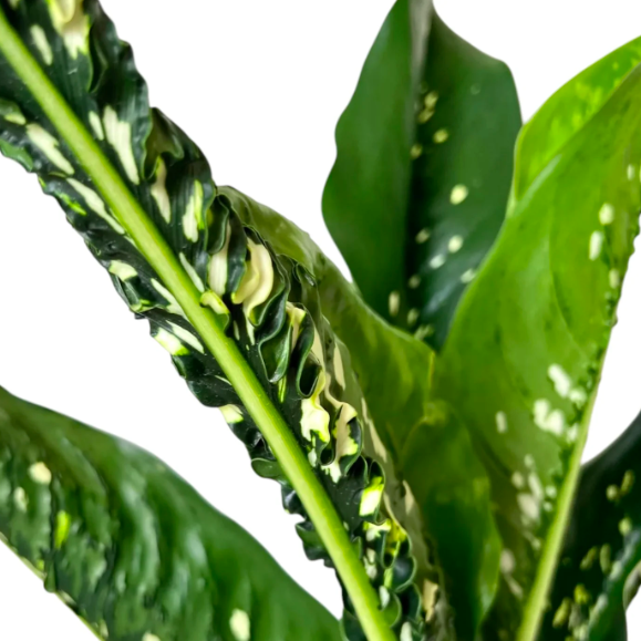 Диффенбахия Крокодил (Dieffenbachia Crocodile) D6см