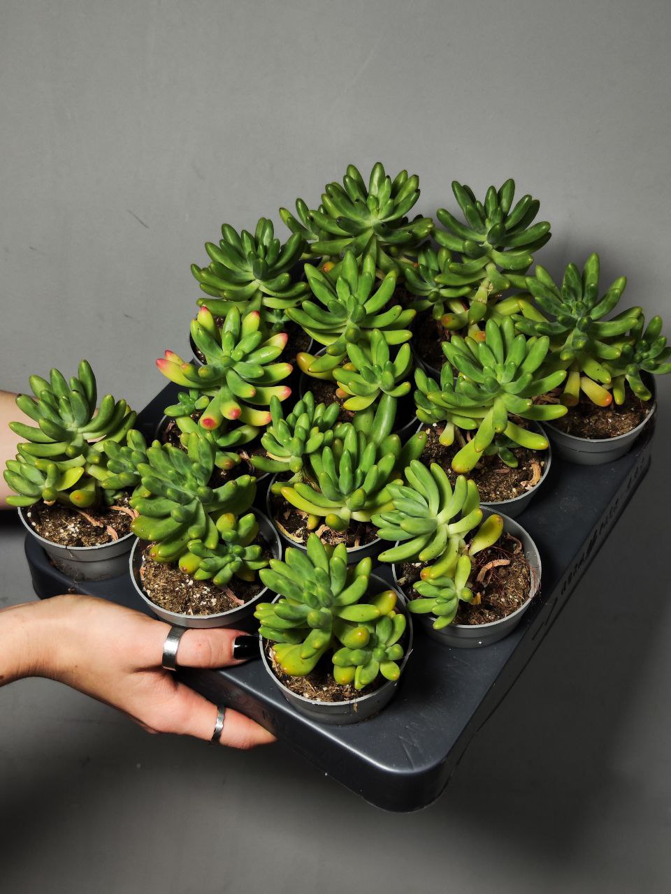 Седум Пахифиллюм (Sedum Pachyphyllum) D6,5см