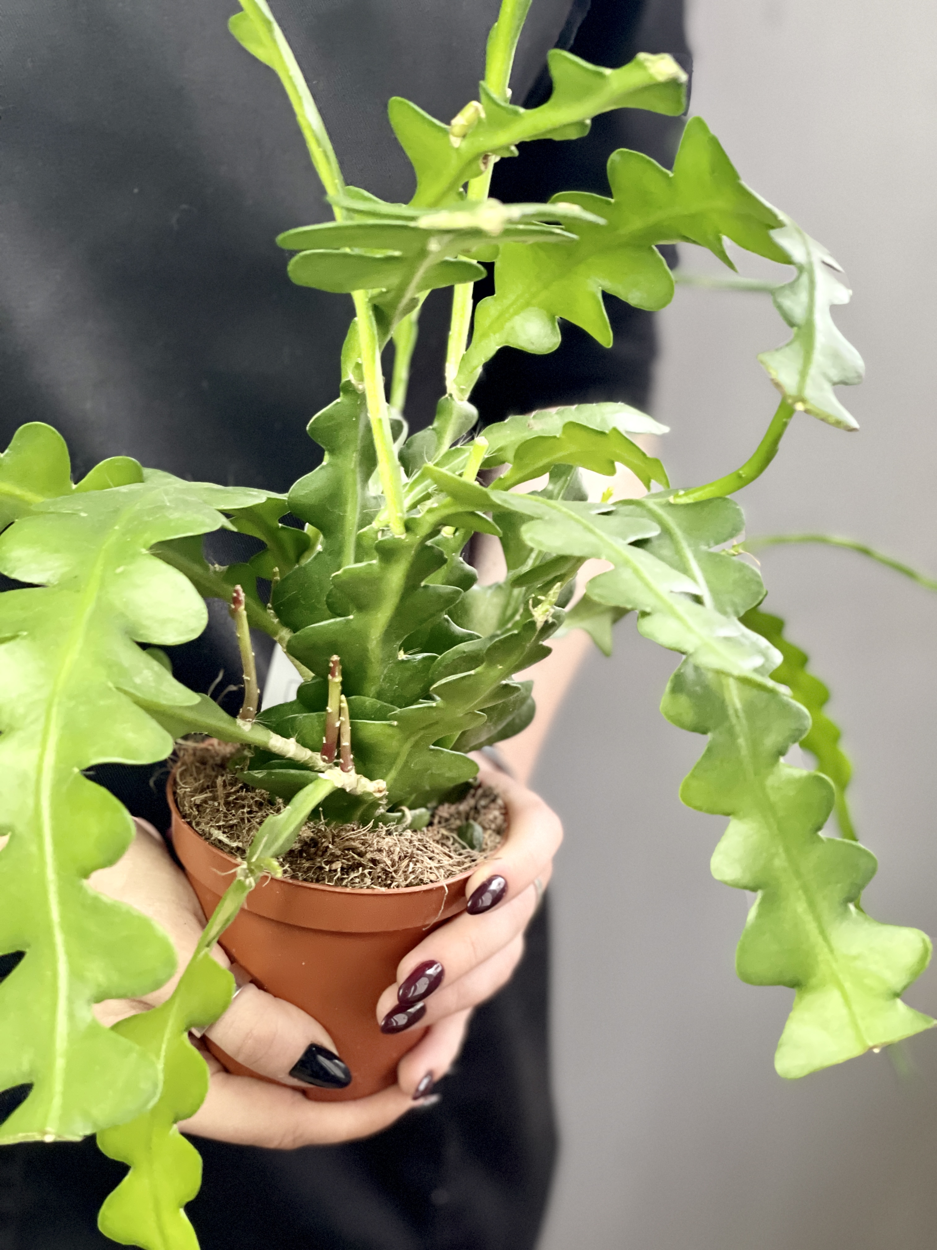 Эпифиллум угловатый Зиг-Заг (Epiphyllum Anguliger Zig Zag) D9см