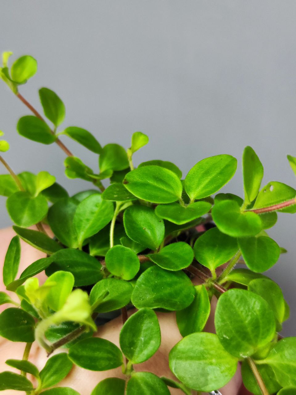 Пеперомия Круглолистная (Peperomia Rotundifolia) D5см