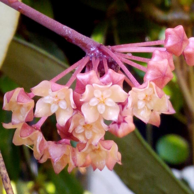 Хойя Макрофилла Альбомаргината (Hoya Macrophylla Albomarginata) D10см