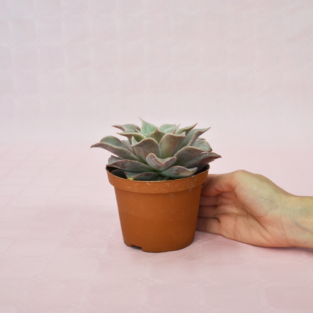 Эхеверия мадиба (Echeveria Madiba) D8см