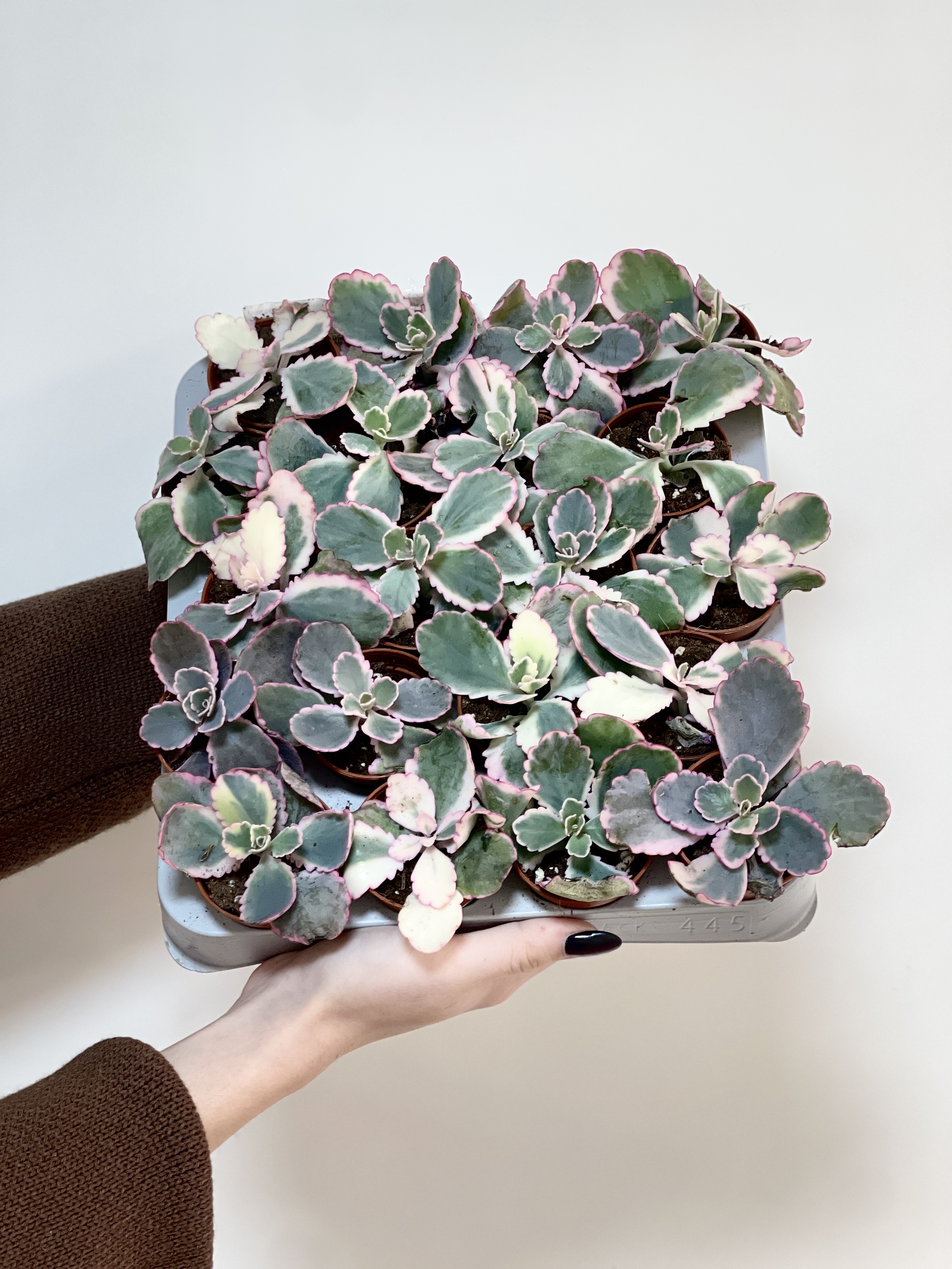 Каланхоэ Федченко Вариегатный (Kalanchoe Fedtschenkoi Variegata) D5см