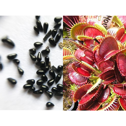 Семена Венериной Мухоловки Большая Пасть (Dionaea Muscipula Big Mouth), 15 шт