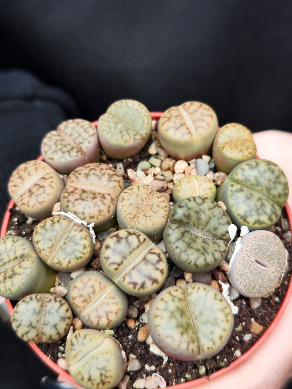 Буро-Коричневые Литопсы Аукамп (Lithops Aucampiae) D8см