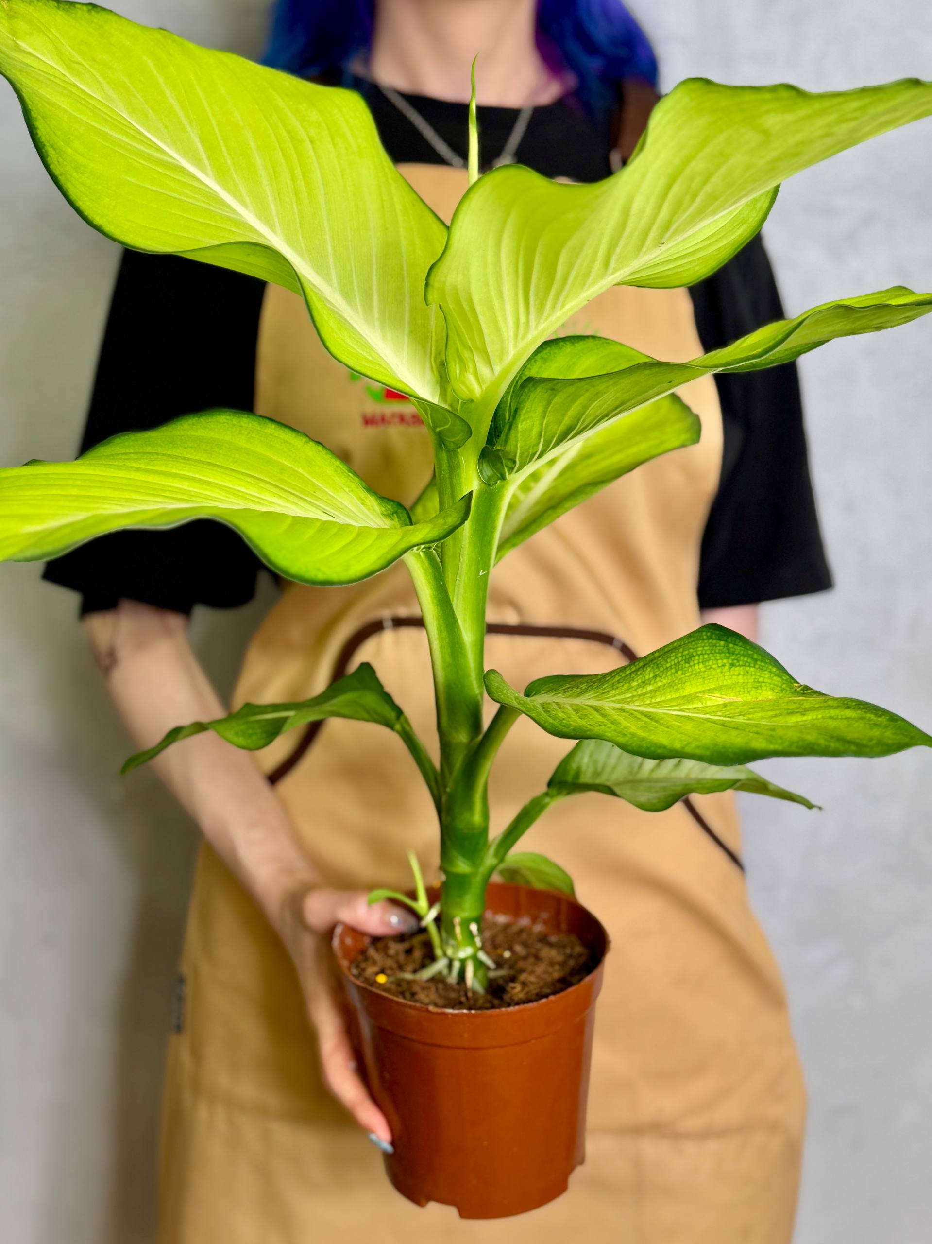 Диффенбахия Тропик Марианна (Dieffenbachia Tropic Marianne) D15см