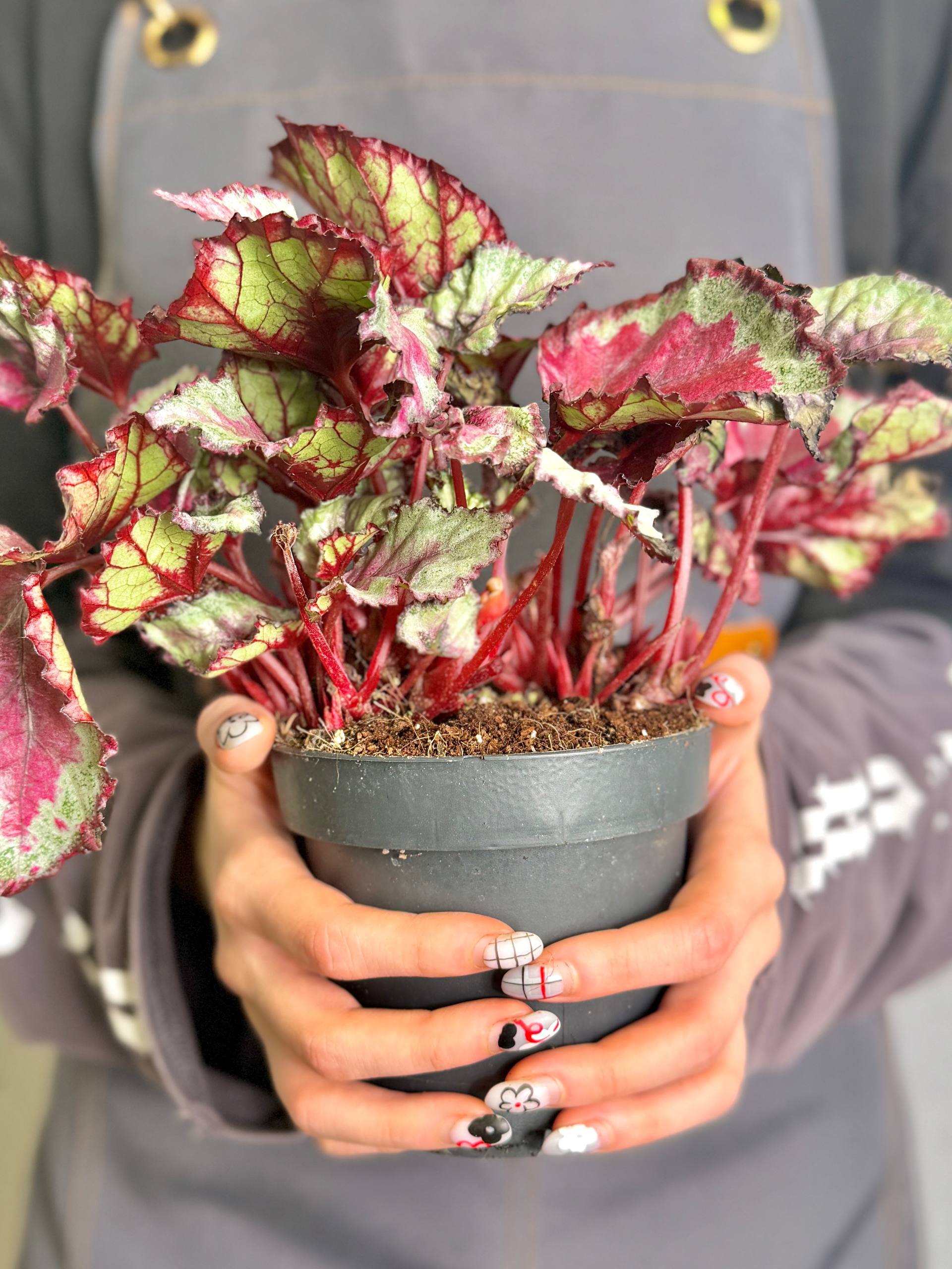 Бегония Рекс Спитфайр (Begonia Rex Spitfire) D12см