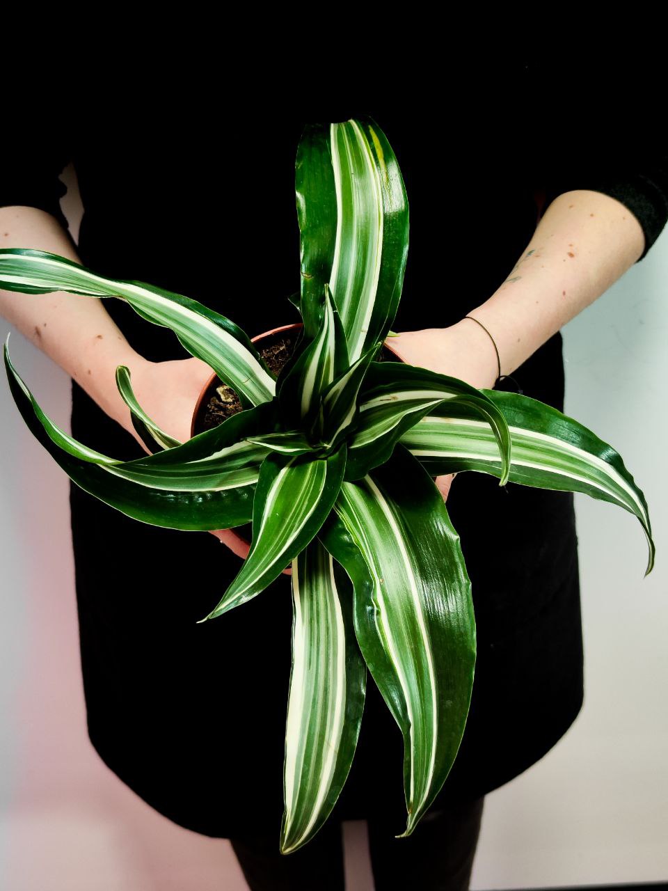 Драцена Джейд Джевел (Dracaena Fragrans Jade Jewel) D12см