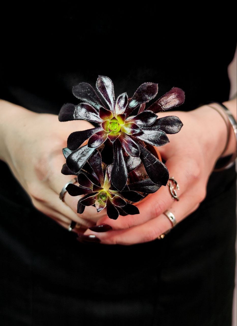 Эониум Шварцкопфа Груп (Aeonium Schwarzkopf Group) D5см