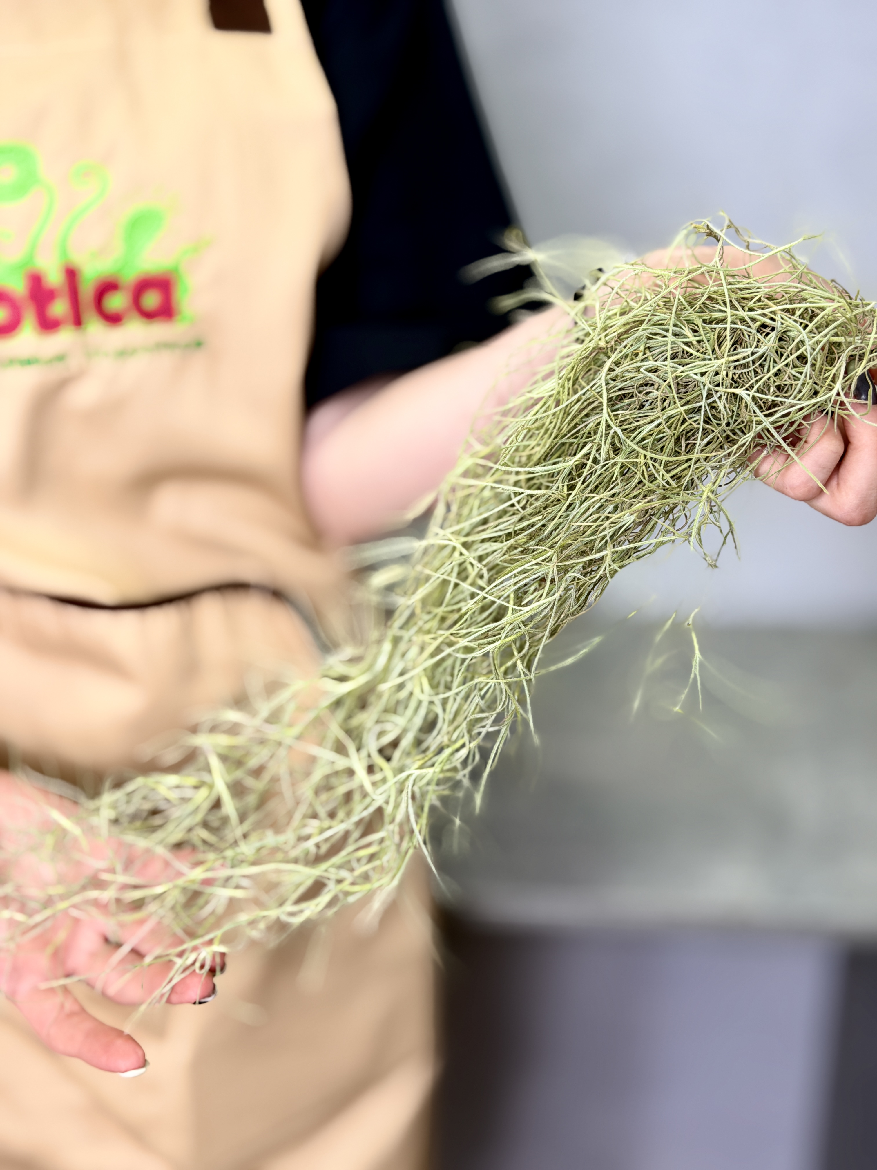 Тилландсия Уснеевидная Мини (Tillandsia Usneoides Mini)