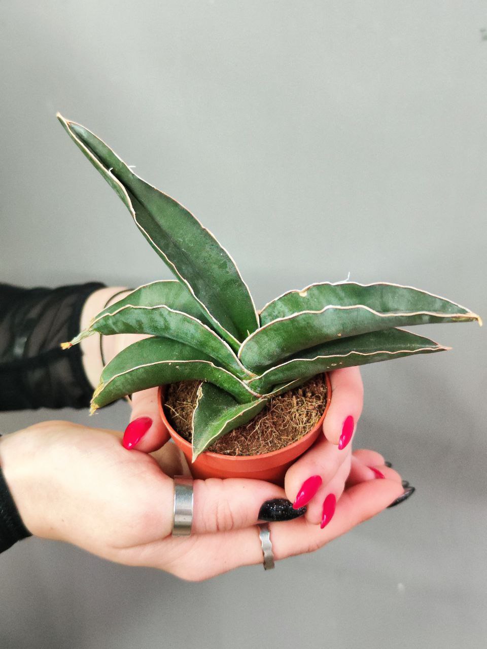 Сансевиерия Робуста (Sansevieria Robusta) D6см