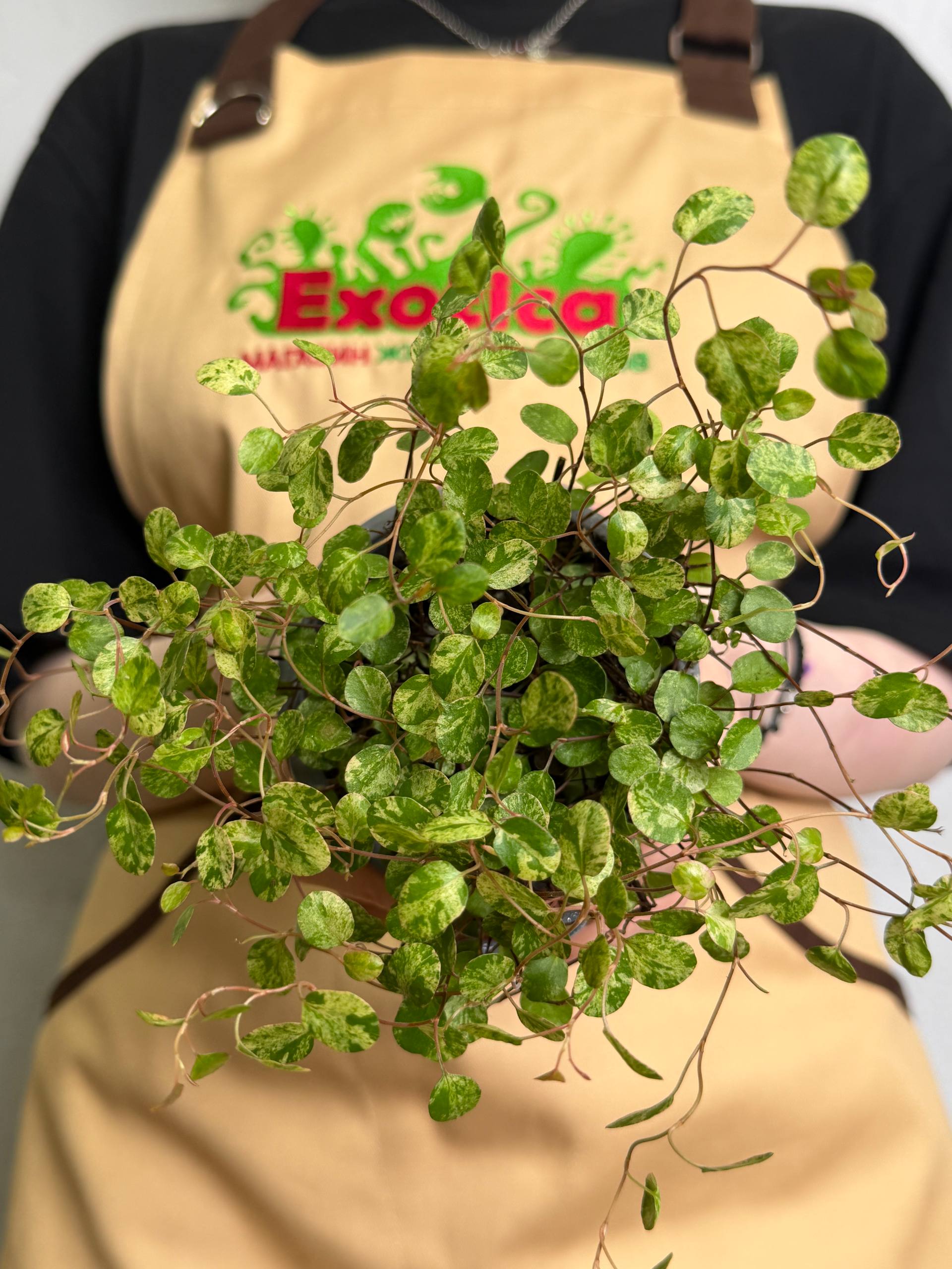 Мюленбекия Комплекса Маори Вариегатная (Muehlenbeckia Сomplexa Maori Variegated) D9см