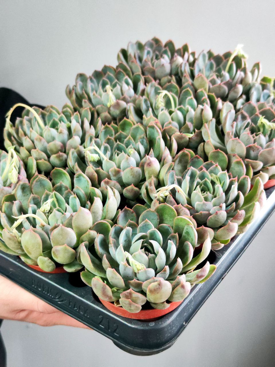 Эхеверия Саммер (Echeveria Summer) D8,5см