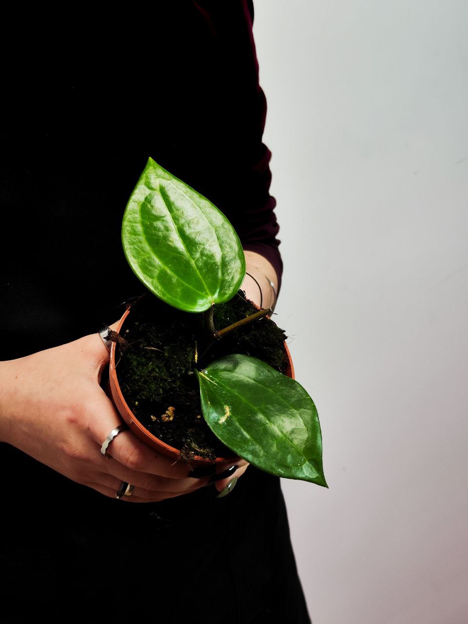 Хойя Латифолия Грин (Hoya Latifolia Green) D10см