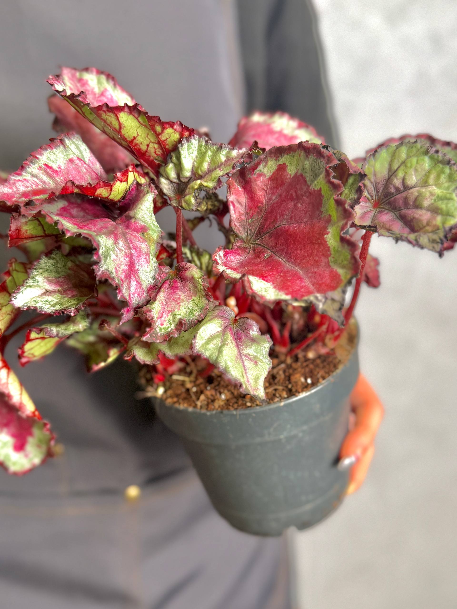 Бегония Рекс Спитфайр (Begonia Rex Spitfire) D12см