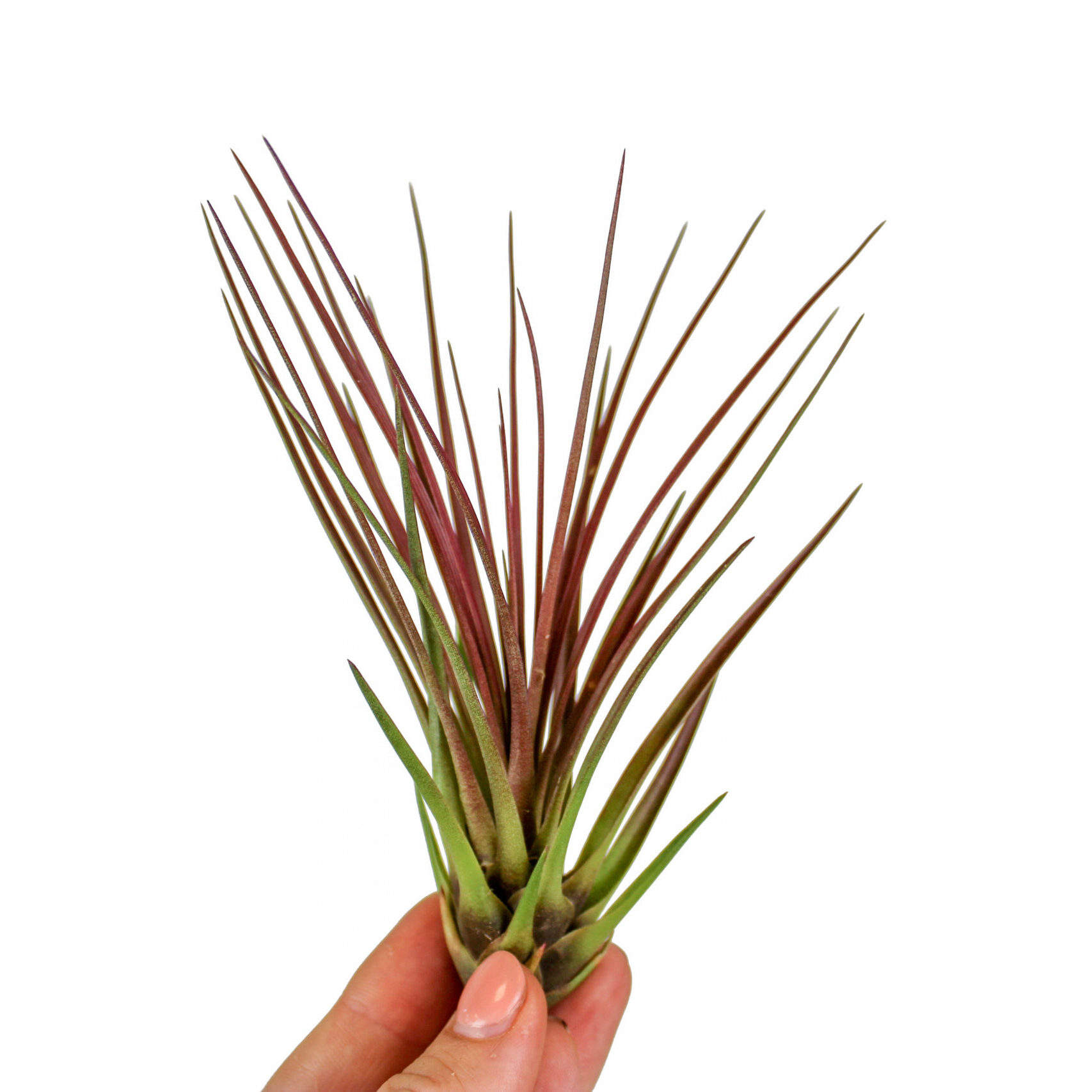 Тилландсия Меланократер Ред (Tillandsia Melanocrater Red)