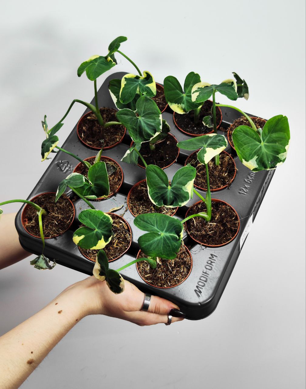 Алоказия Ксантозома Микки Маус (Alocasia Xanthosoma Mickey Mouse) D6см