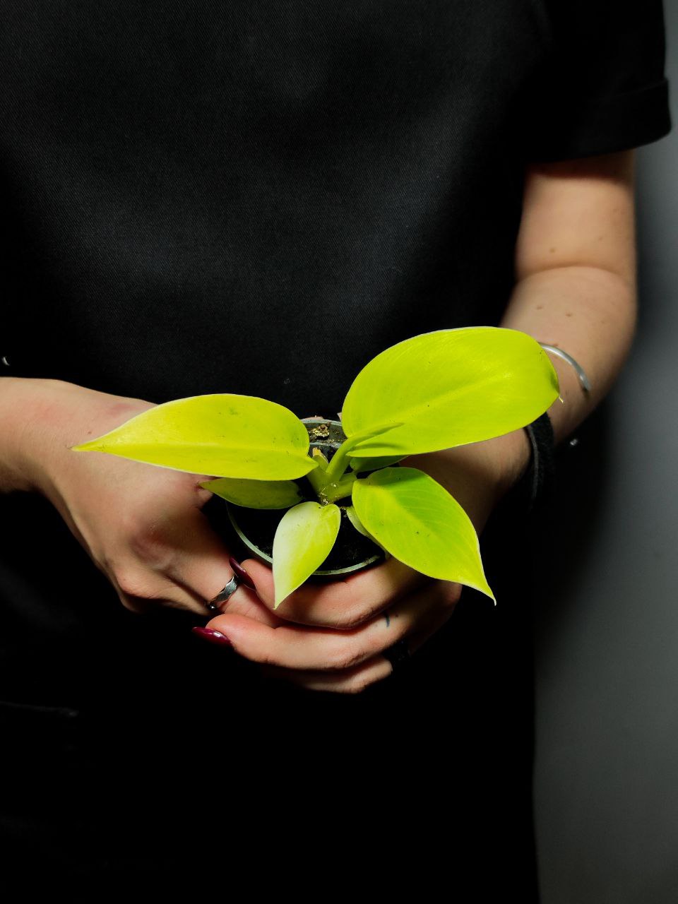 Филодендрон Муншайн (Philodendron Moonshine) D6см
